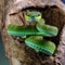 Man caught smuggling dozens of venomous vipers on plane, customs officials say