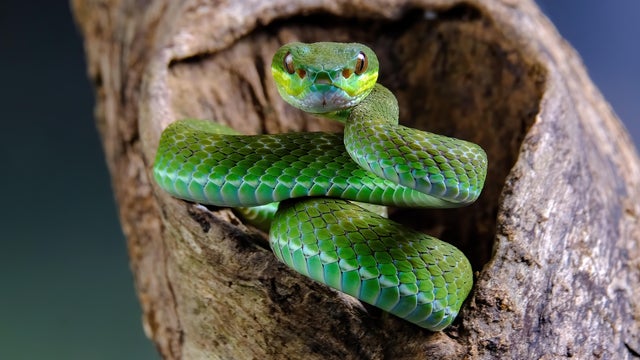 Close-up of viper on tree,Bekasi Barat,Indonesia 