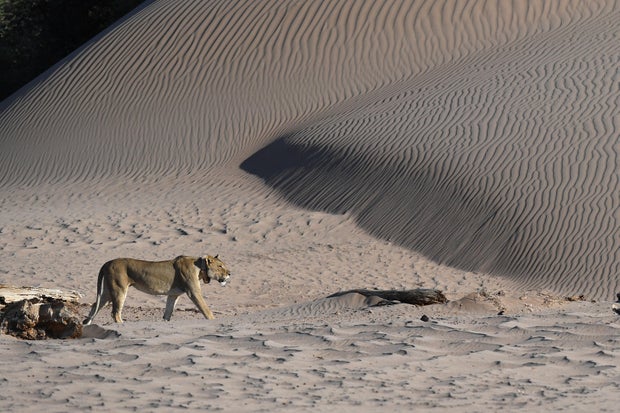 NAMIBIA-LION-PROTECTION
