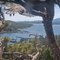 Big Bear eaglet takes flight from nest