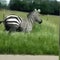 Pet zebra on the run in Tennessee after "wreaking havoc" on highway