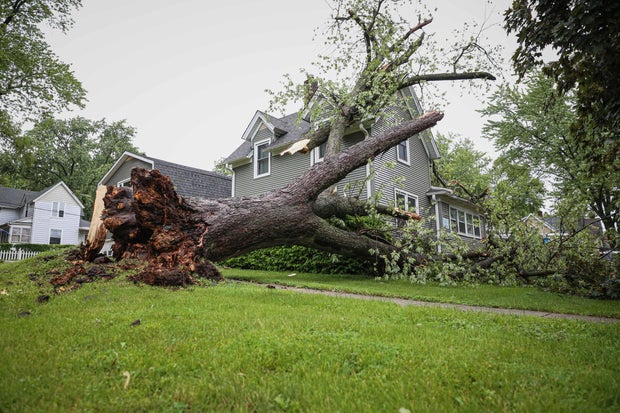 harvard-tree-lines-down-6-3-25-0001.jpg 