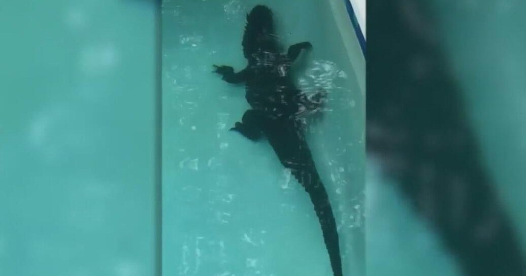 7-foot alligator caught taking dip in Florida couple’s pool 7-foot alligator caught taking dip in Florida couple’s pool