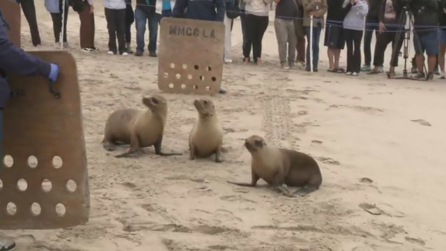 domoic-acid-sea-lions.png 