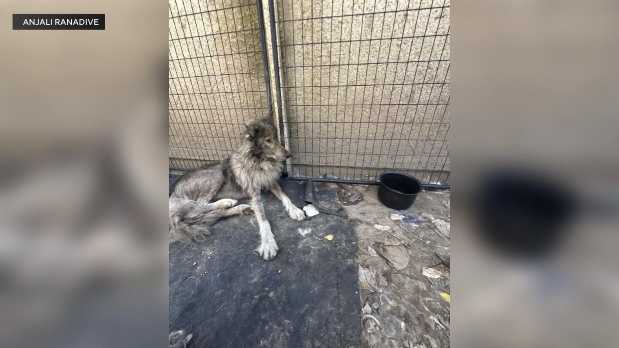Wolf-dog hybrid sanctuary founded by daughter of Sacramento Kings owner ...