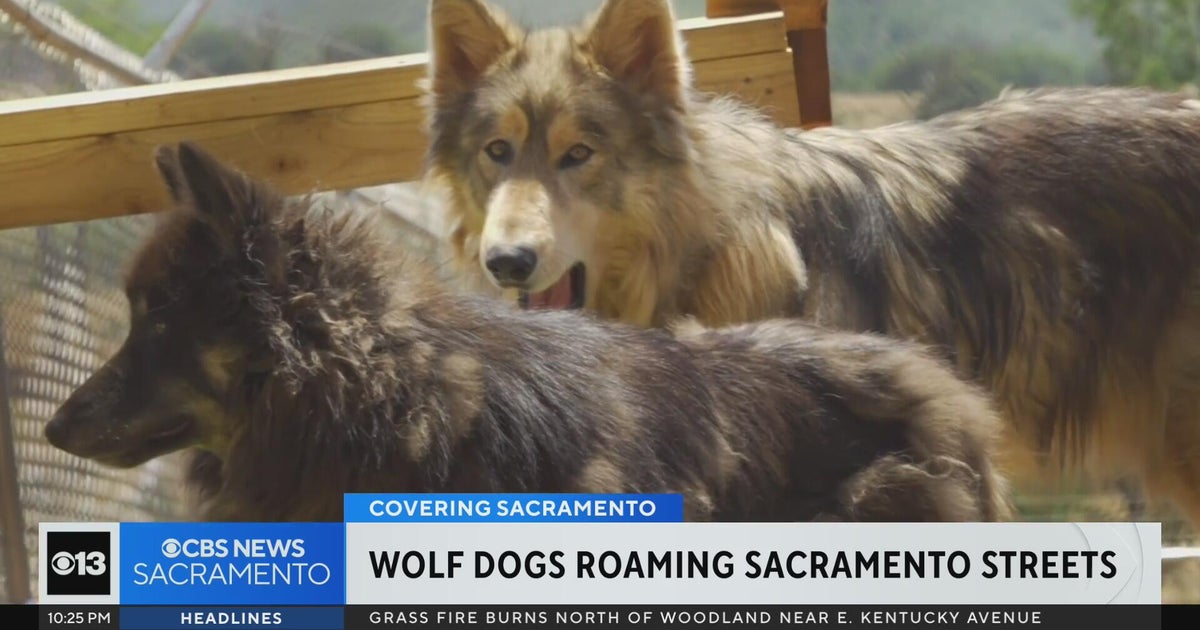 Wolf-dog hybrids rescued after roaming Sacramento streets