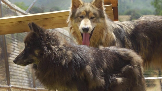 for-web-natomas-wolf-dogs-folo-1.jpg 