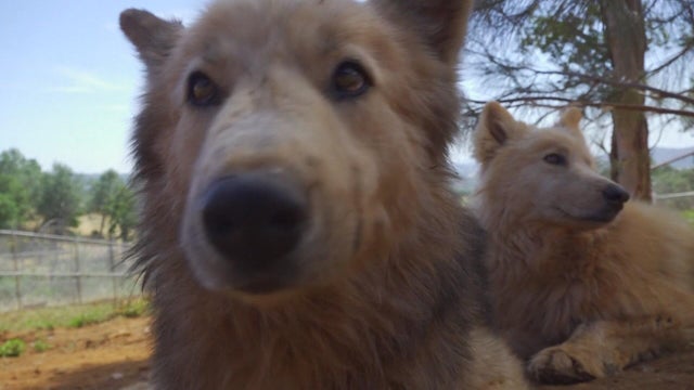 for-web-natomas-wolf-dogs-folo-1.jpg 
