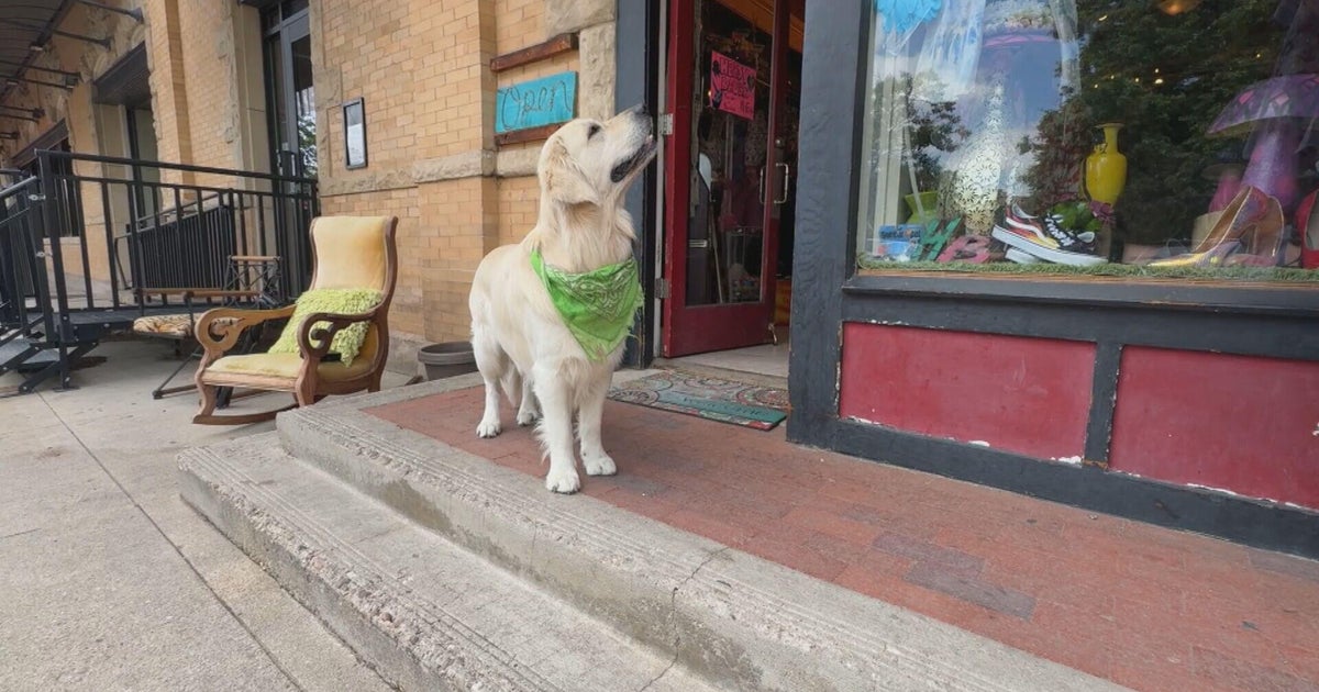 As Boulder begins to return to normal, local shop dog puts smiles on faces 