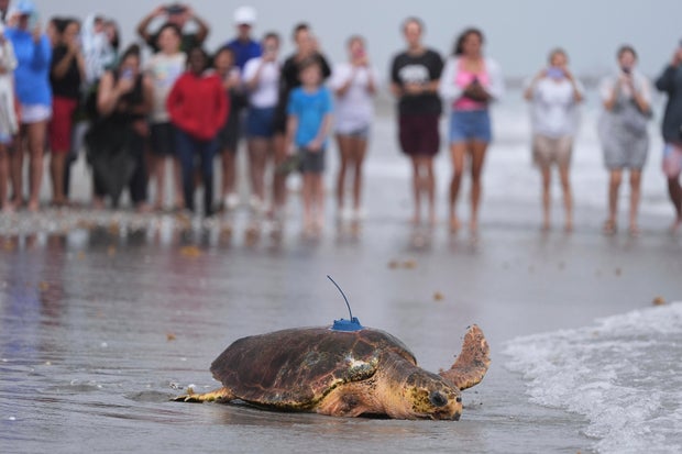 Turtle Release
