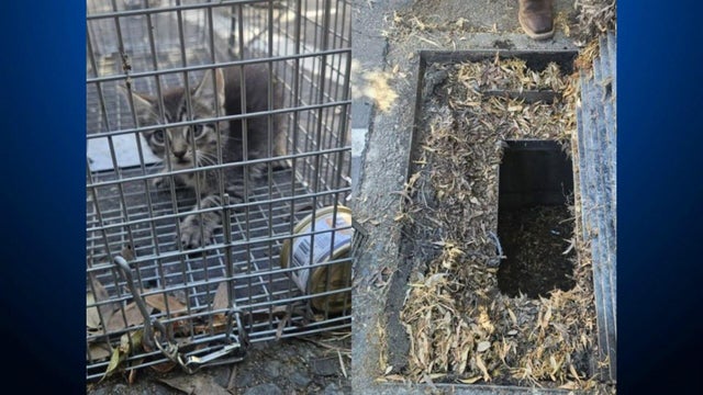 Kitten stuck in Livermore storm drain rescued 