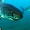 The Sharkman