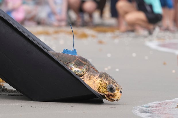 Turtle Release