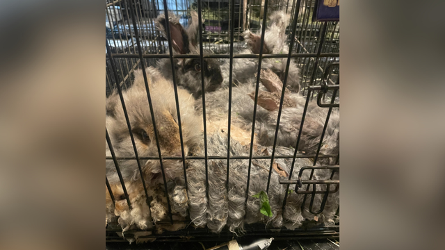 kdka-dumped-bunnies-armstrong-county.png 