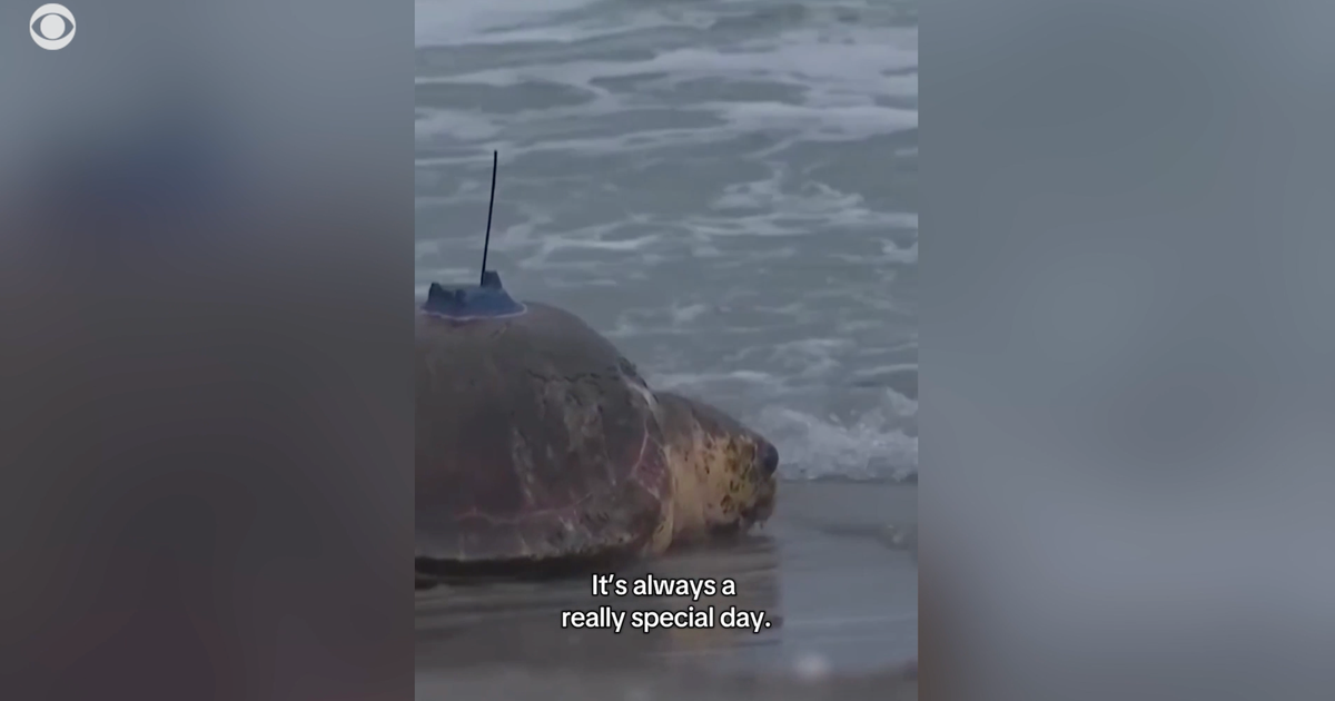 Dilly Dally the sea turtle released back into the ocean after flipper amputation