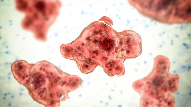 Naegleria brain-eating amoeba, illustration 