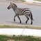 Runaway zebra sparks manhunt in Tennessee