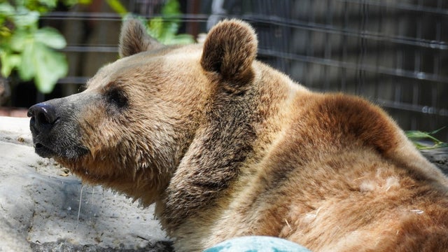 folsom-zoo-bear-name.jpg 