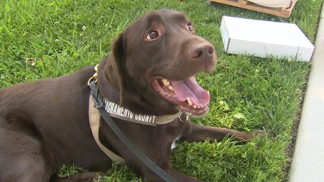 sacramento-k9-kernul.jpg 