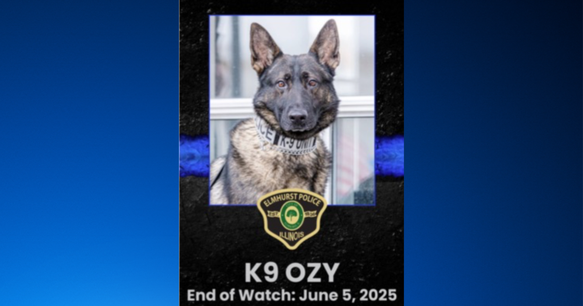 Elmhurst police mourn loss of K9 officer Ozy 