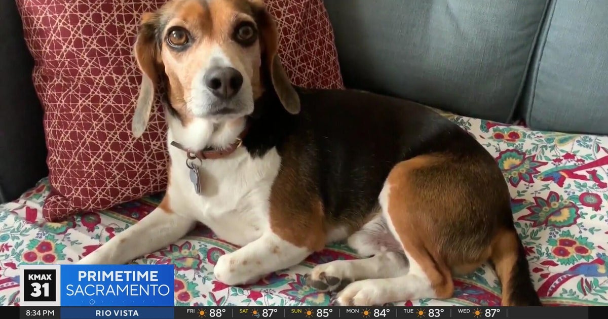 Can dogs help protect childrens skin? .. The Answer