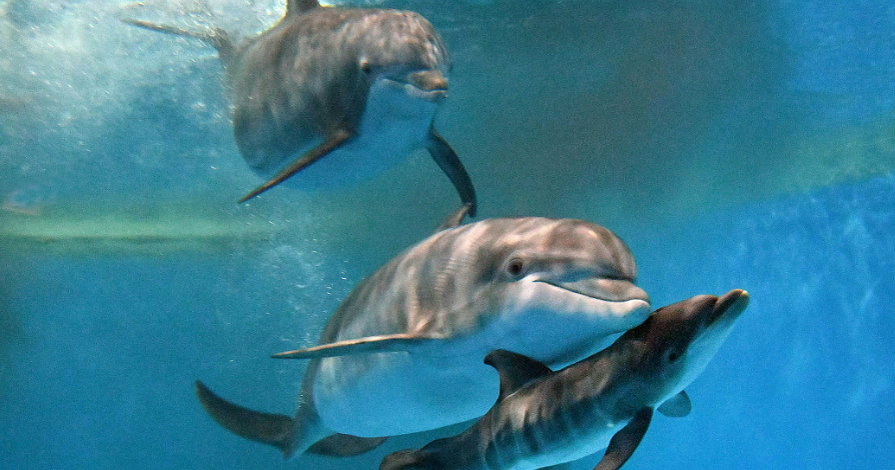 Video shows moment bottlenose dolphin born at Brookfield Zoo Chicago 