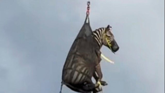 Zebra on the Loose 