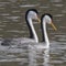 Nature: Mating grebes