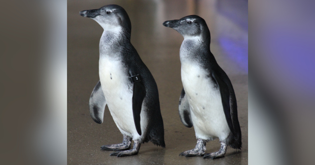National Aviary reveals genders of 2 new African penguin chicks 