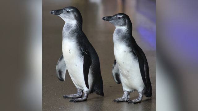 kdka-african-penguins.png 