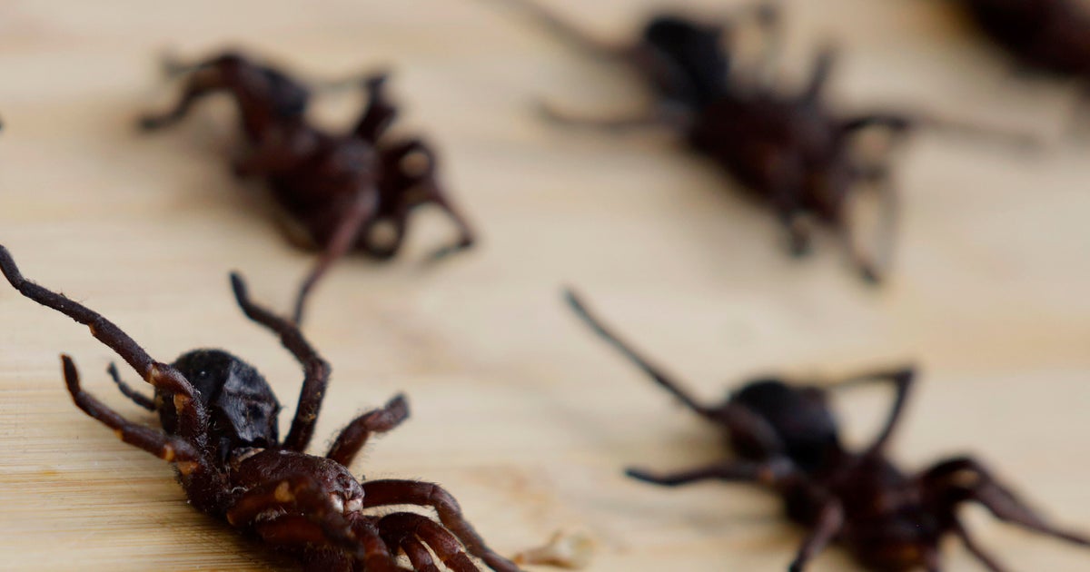 Smuggler stopped with tarantulas, possums, lizards, authorities say