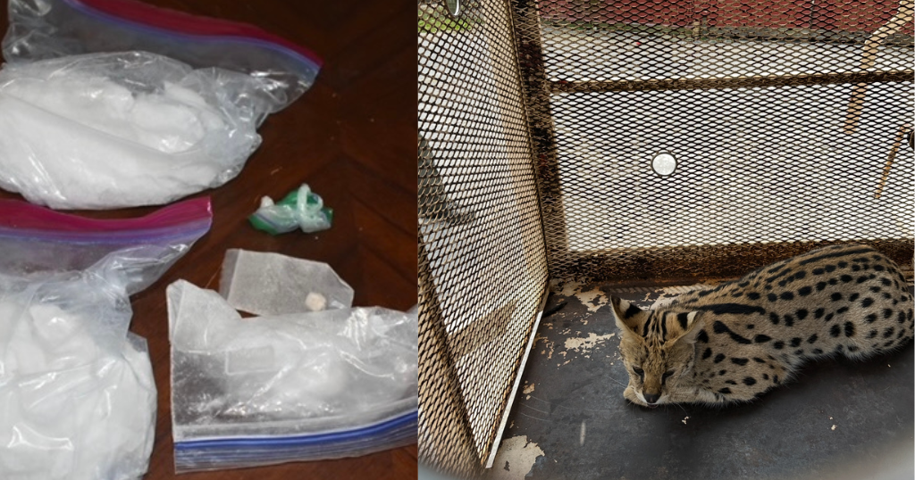 Drugs and African wildcats found in Pennsylvania home during bust 