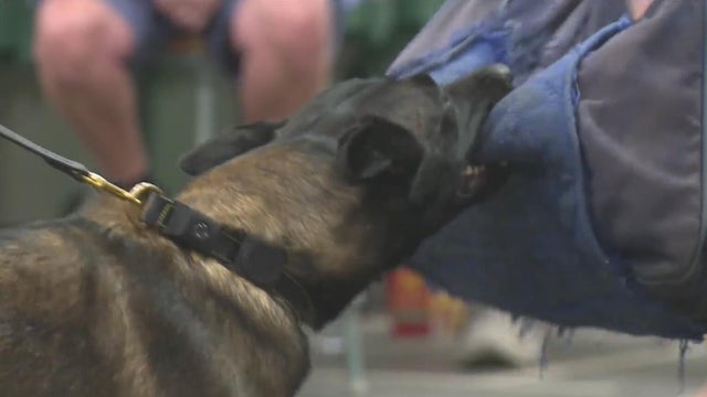 usps-detroit-dog-attack-training.jpg 