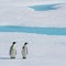 Penguin population decline may be worse than "worst-case projections"