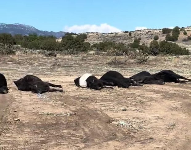 cattle-deaths.jpg 