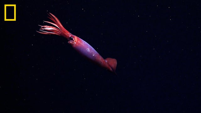 bmm24017-02-perpetual-planet-expeditions-southern-rov-7.jpg 