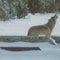 c5-eoa-evans-eoa-gray-wolves-final-frame-637.jpg 