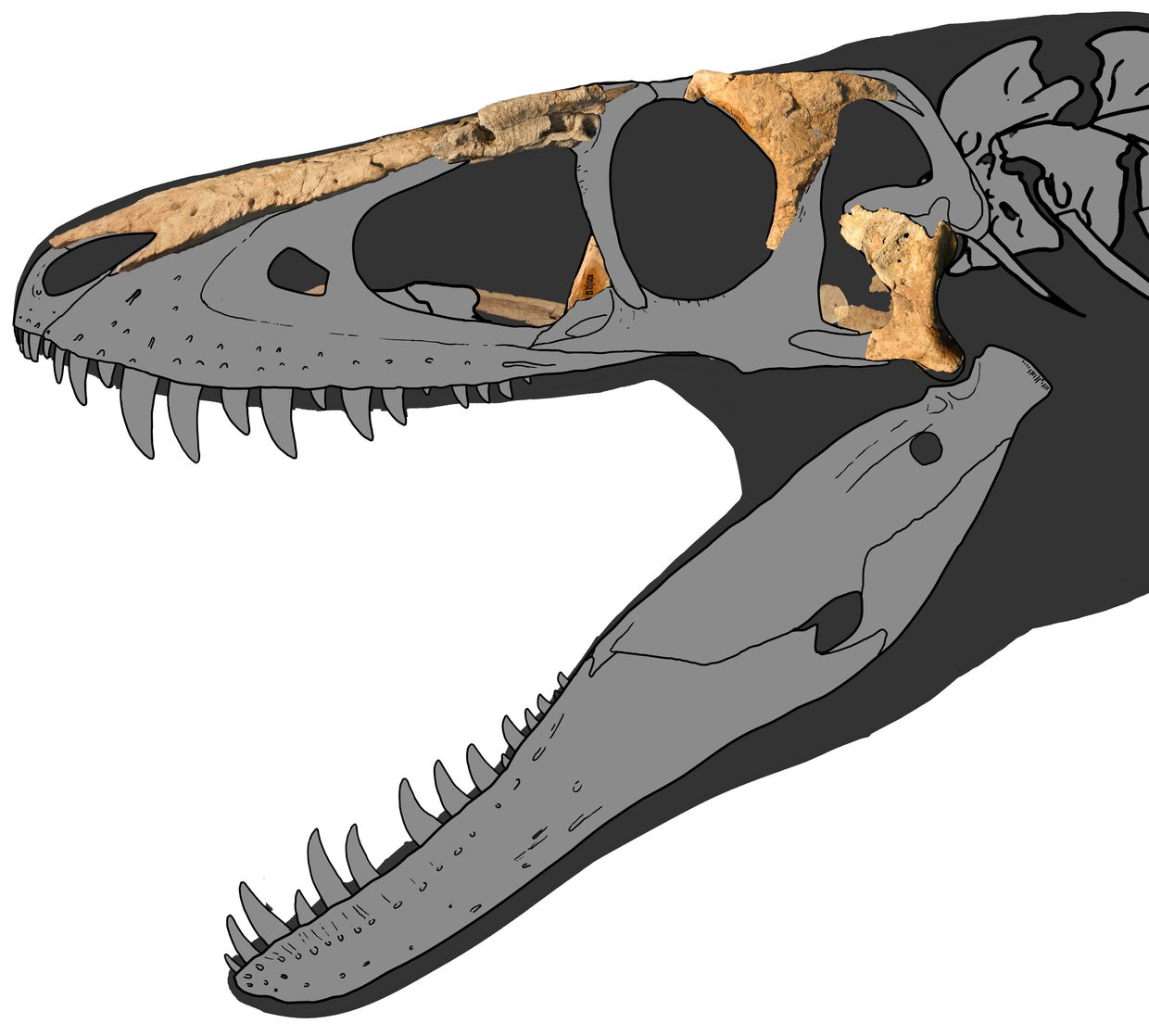 Newly identified T. rex ancestor is "missing link" between apex