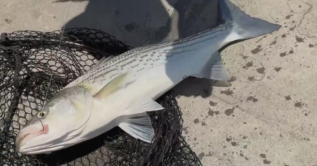 "Forever chemicals" found in fish caught in San Francisco Bay, report warns 