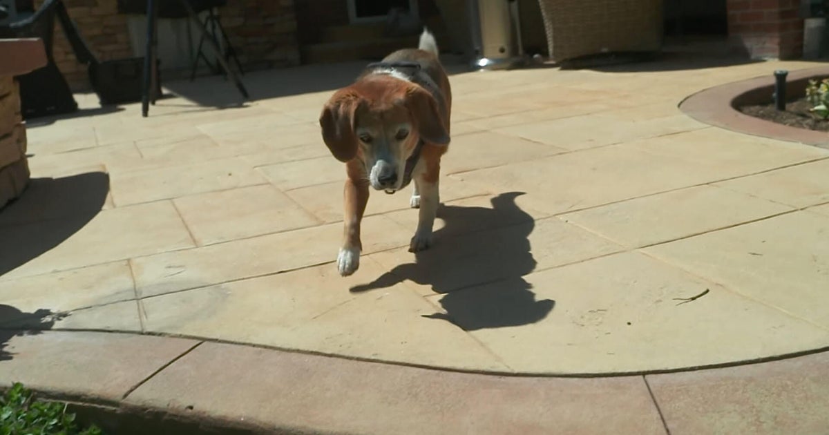 Dog sitter accused of stealing nearly half a million dollars in jewelry 