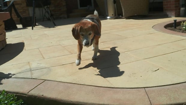 dog.jpg 