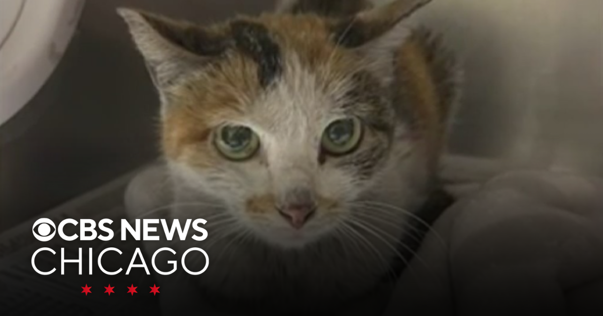 Cat found in shipping container following 3-week trip from China - CBS ...