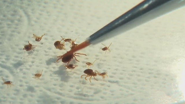 asian-ticks-slider.jpg 