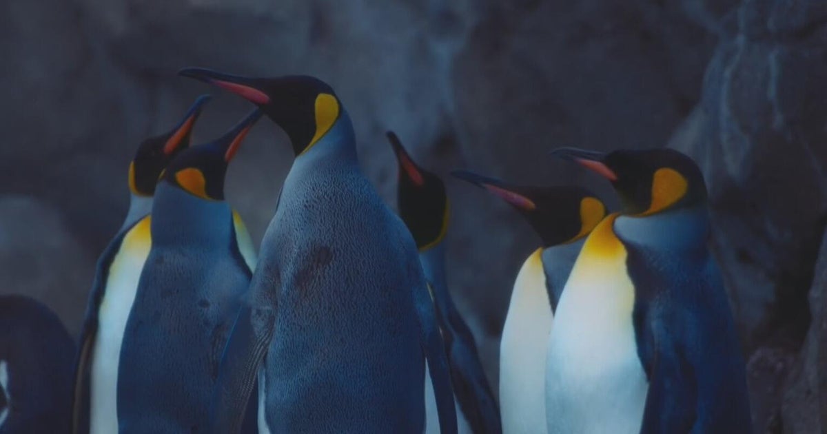 New report shows massive plunge in planet's emperor penguin population 