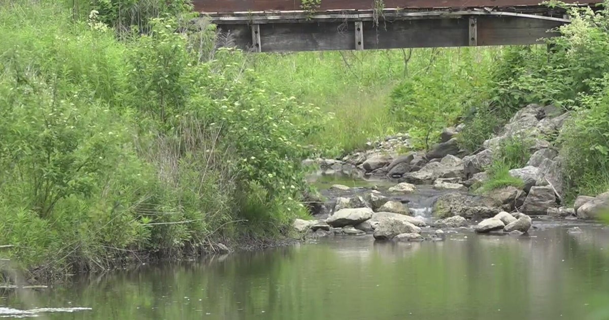 Ann Arbor Officials Euthanize Beavers at Leslie Park Amid Flooding Concerns