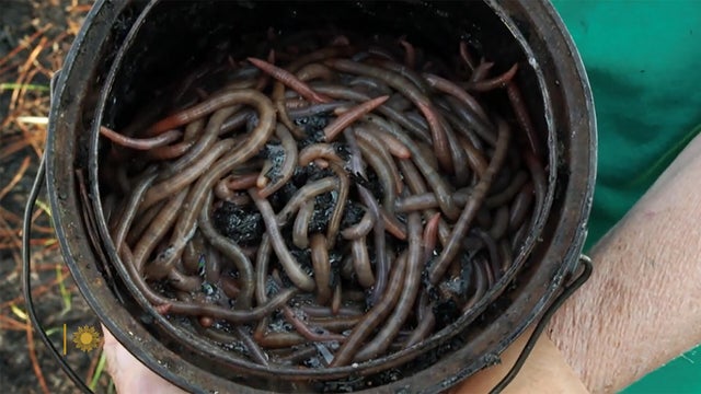 worm-grunting-1920.jpg 