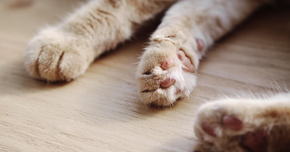 Kittens born in South Jersey could have rabies exposure, health officials warn 