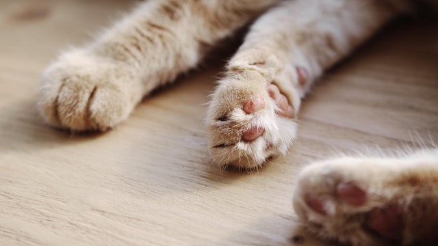 Close-up of a cat 