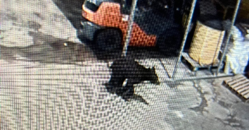West Virginia University warns of bear spotted near campus 