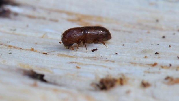 mediterranean-oak-borer-061725.jpg 